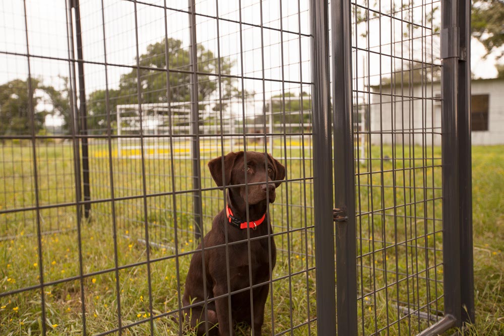 Priefert dog kennel clearance 10x10