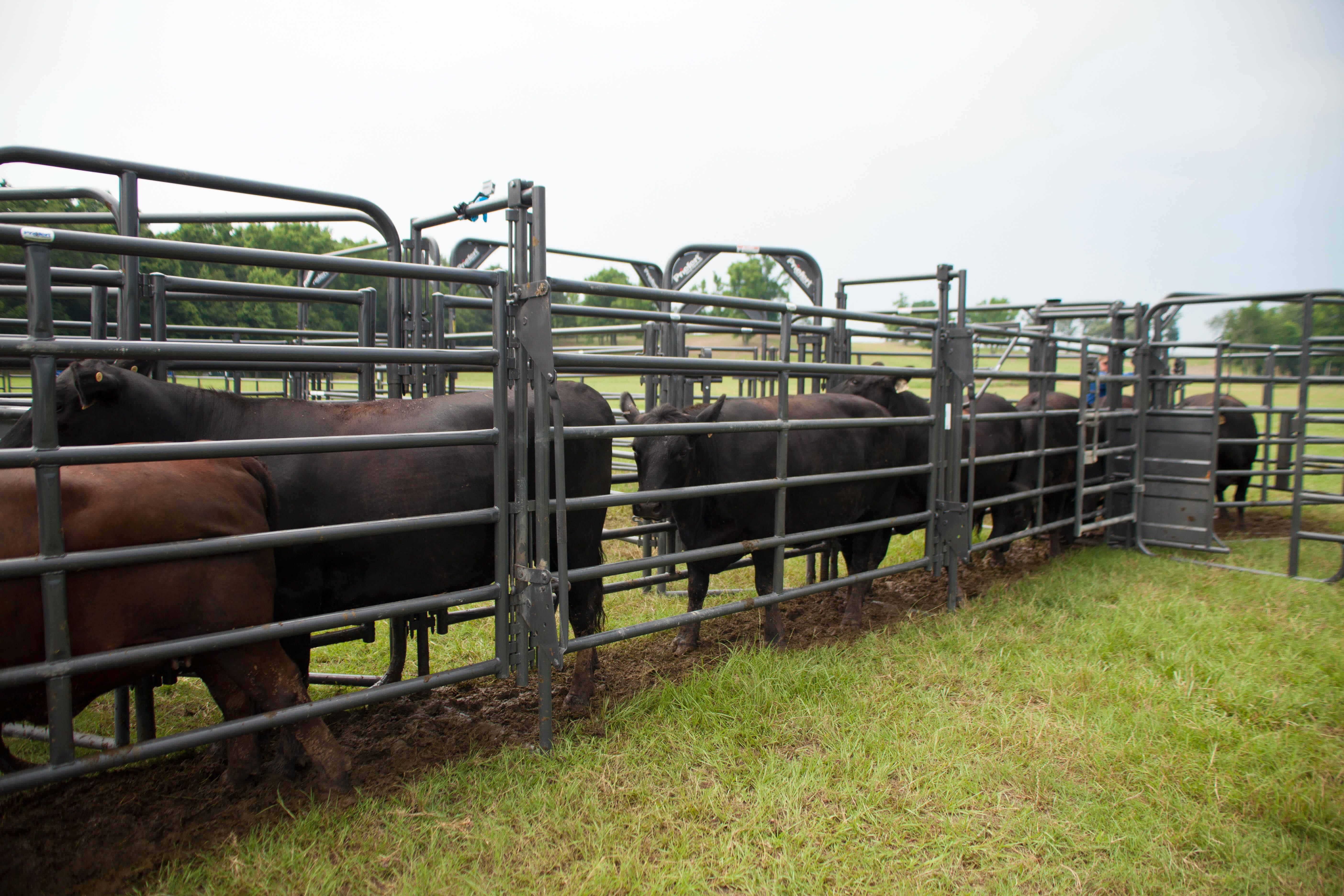 Animal netting 900 x 1mm x50m - Tophill Fencing Stockyards