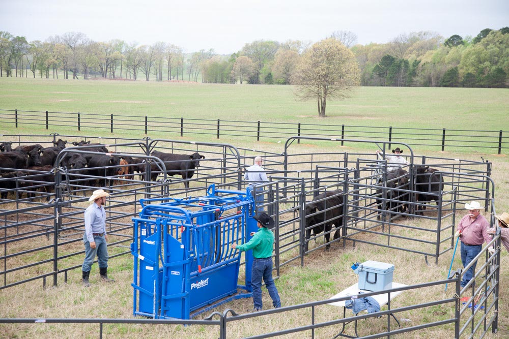 Priefert Small Cattle Working Systems 