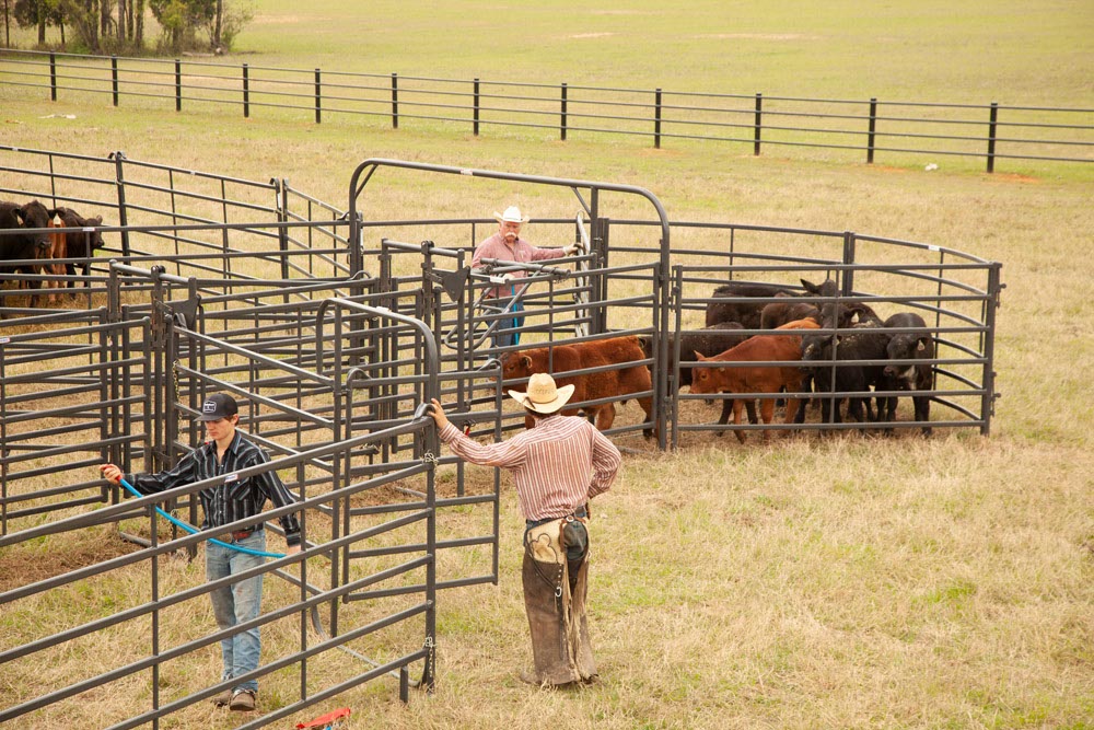 Priefert Small Cattle Working Systems 